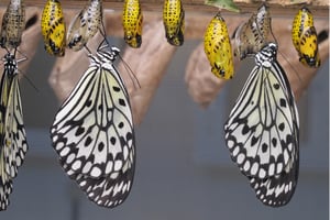 Blog Post Hero: butterflies