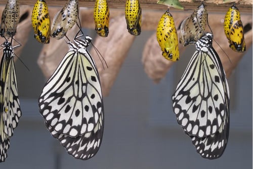 Blog Post Thumbnail: butterflies