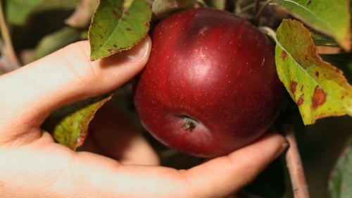 Blog Post Thumbnail: an apple being picked